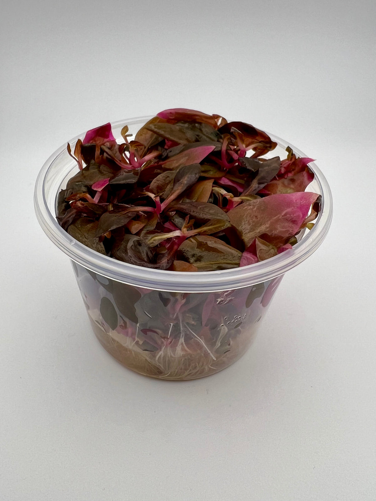 Alternanthera reineckii 'Mini' - In Vitro