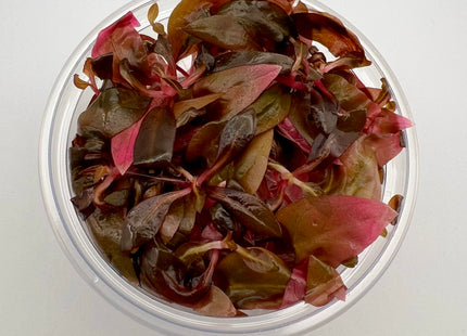 Alternanthera reineckii 'Mini' - In Vitro