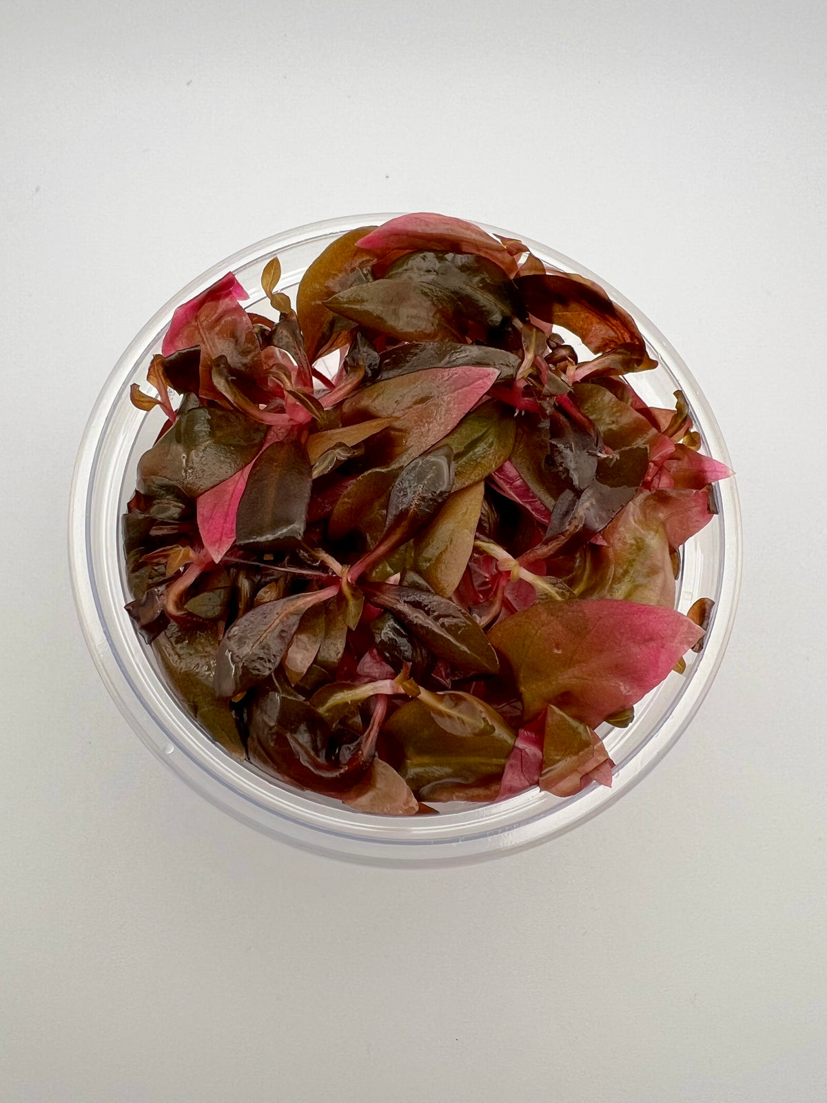 Alternanthera reineckii 'Mini' - In Vitro