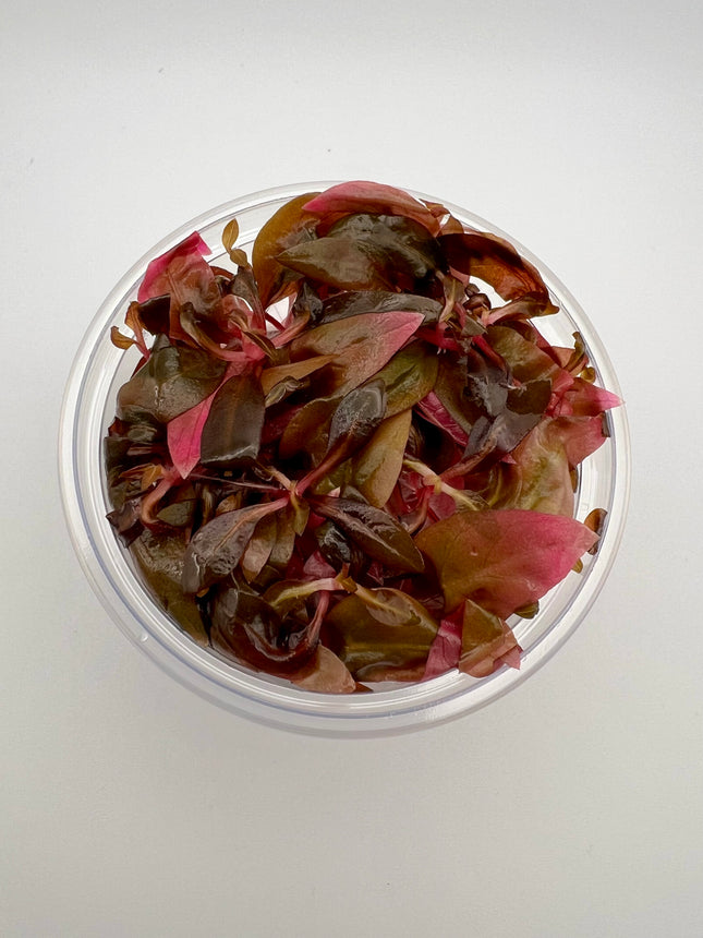 Alternanthera reineckii 'Mini' - In Vitro