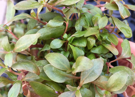 Alternanthera reineckii - Topf