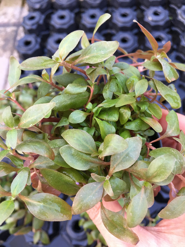 Alternanthera reineckii - Topf
