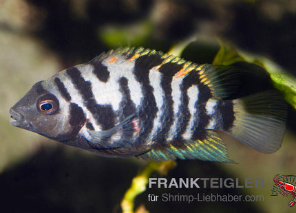 Amatitlania nicrofasciatum var. Zebrabuntbarsch – Auf Bestellung