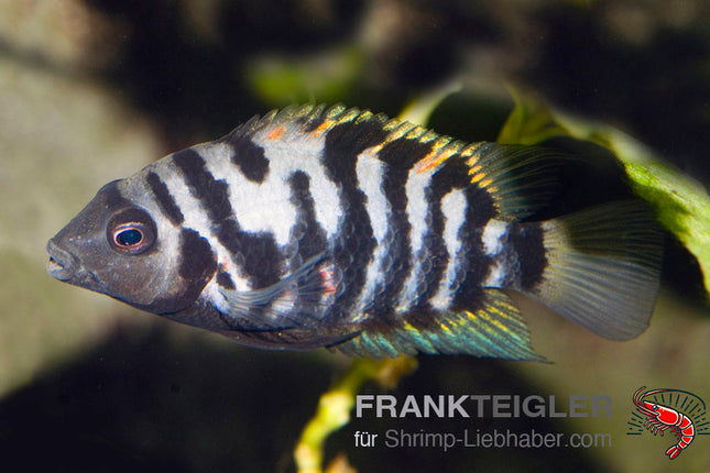 Amatitlania nicrofasciatum var. Zebrabuntbarsch – Auf Bestellung