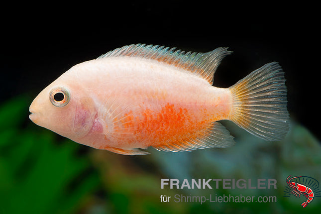 Amatitlania nicrofasciatum var. Polar White – Zebrabuntbarsch – Auf Bestellung