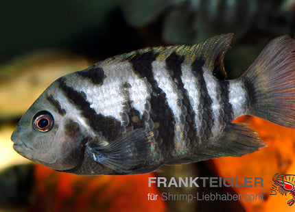 Amatitlania nicrofasciatum var. Zebrabuntbarsch – Auf Bestellung