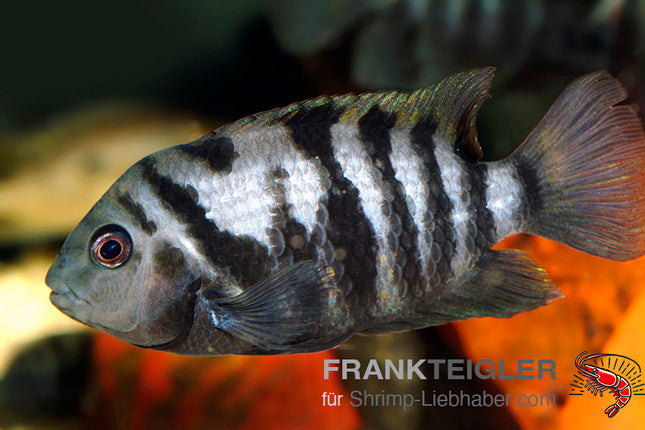 Amatitlania nicrofasciatum var. Zebrabuntbarsch – Auf Bestellung