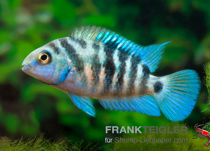 Amatitlania nicrofasciatum var. Honduras Red Point – Zebrabuntbarsch – Auf Bestellung