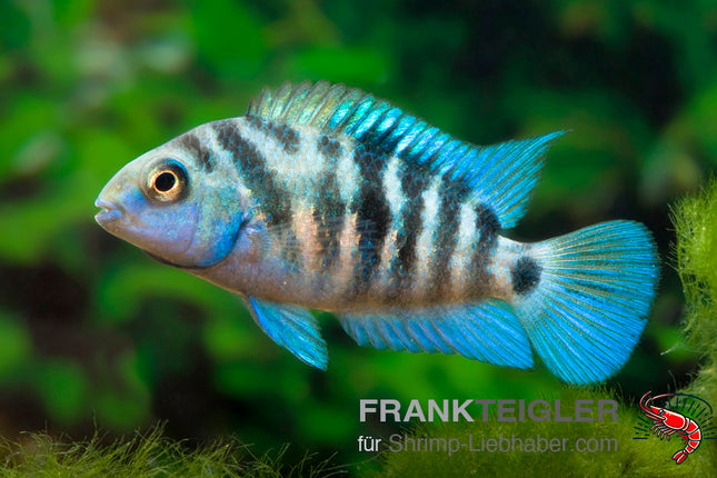 Amatitlania nicrofasciatum var. Honduras Red Point – Zebrabuntbarsch – Auf Bestellung