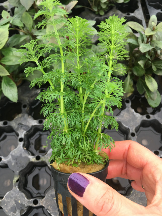 Ambulia sessiliflora / Limnophila sessiliflora - Topf