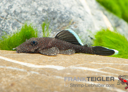 Ancistrus dolichopterus L183 FSWFT304603053