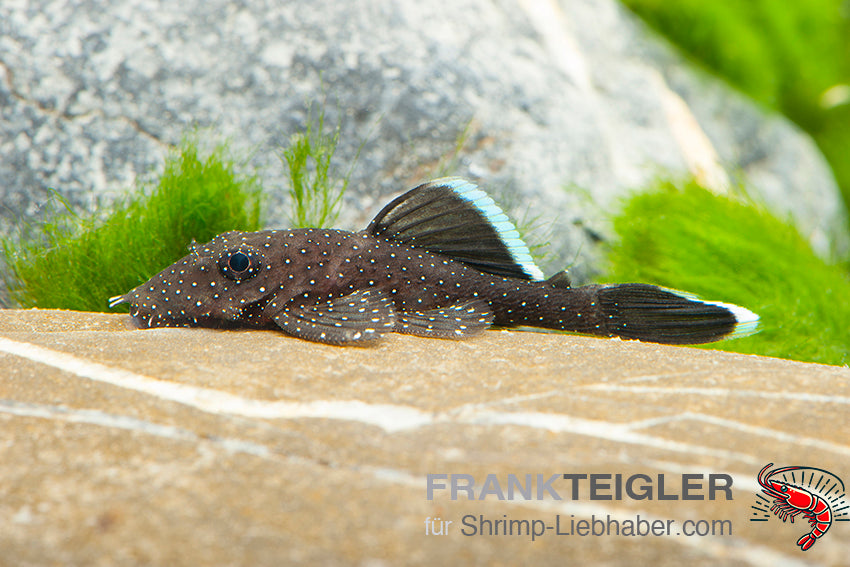 Ancistrus dolichopterus L183 FSWFT304603053
