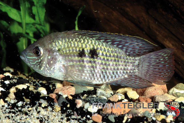 Andinoacara pulcher – Blaupunktbuntbarsch – Auf Bestellung