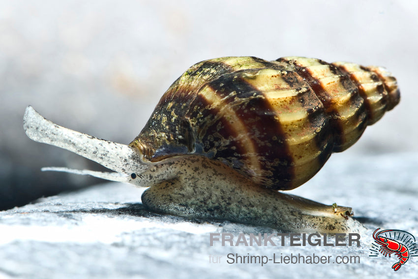 Raubschnecke