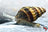 Raubschnecke