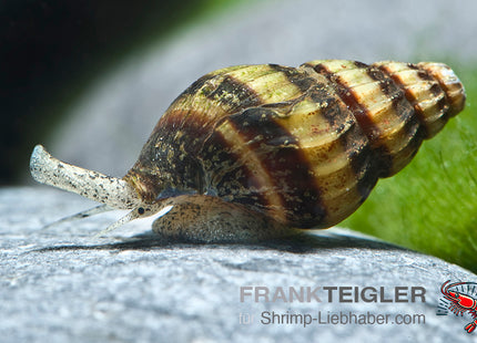 Raubschnecke