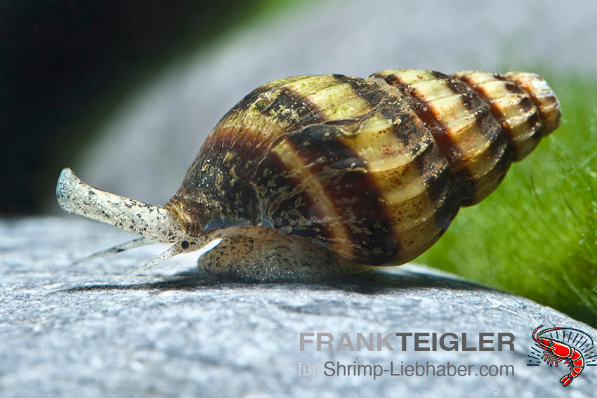 Raubschnecke