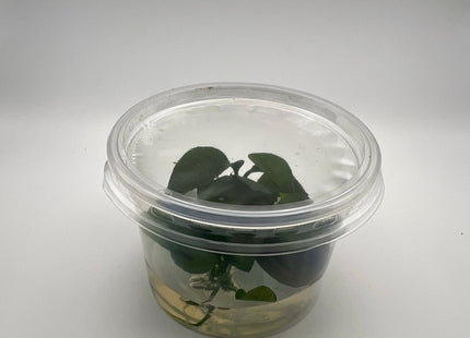 Anubias nangi – In Vitro