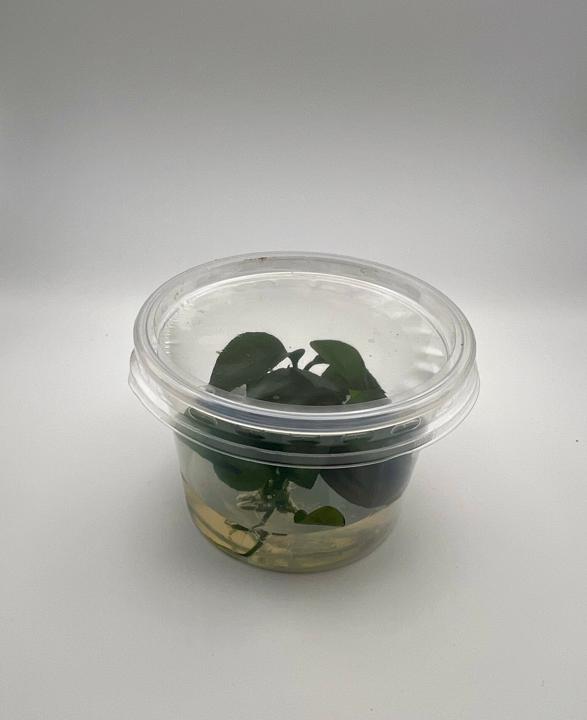 Anubias nangi – In Vitro