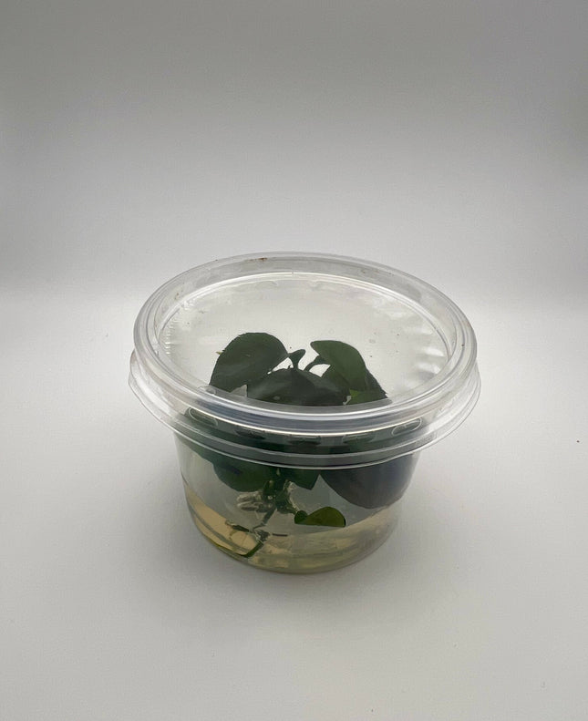Anubias nangi – In Vitro