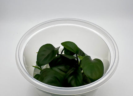Anubias nangi – In Vitro