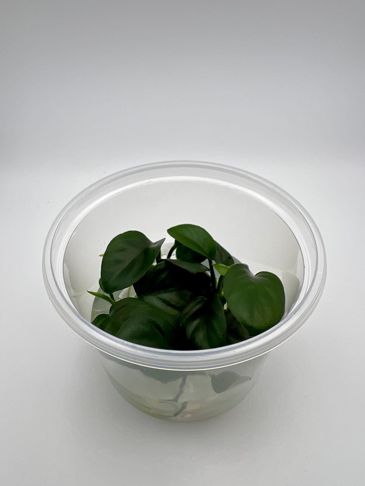 Anubias nangi – In Vitro