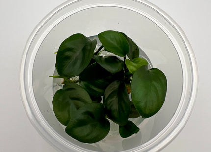 Anubias nangi – In Vitro