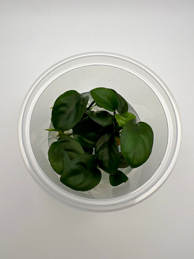 Anubias nangi – In Vitro