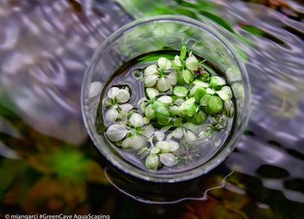 Anubias "Snow White" – In Vitro