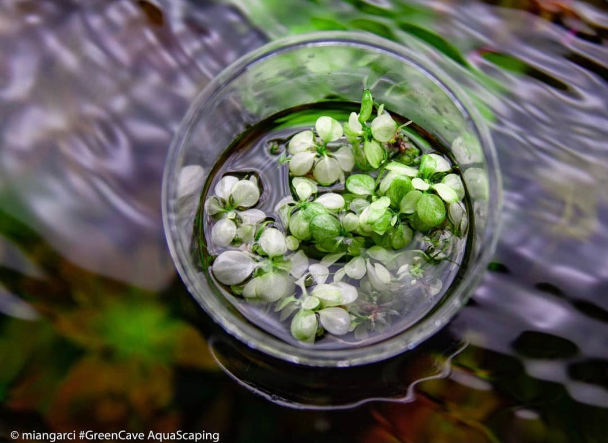 Anubias "Snow White" – In Vitro