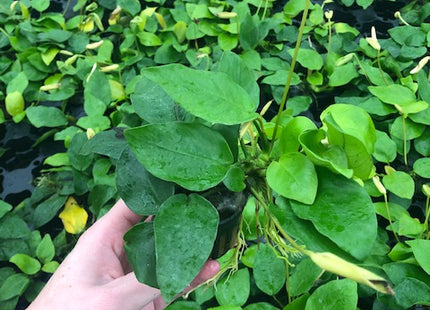Anubias nana "Golden" - Topf