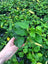 Anubias nana "Golden" - Topf