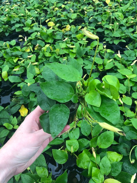 Anubias nana "Golden" - Topf