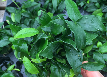 Anubias nana "petite" - Topf