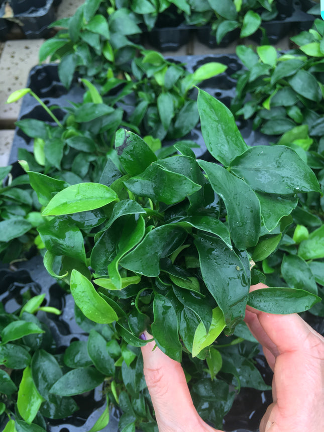 Anubias nana "petite" - Topf