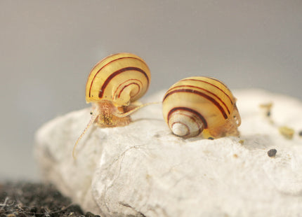Zwerg Zebra Apfelschnecke