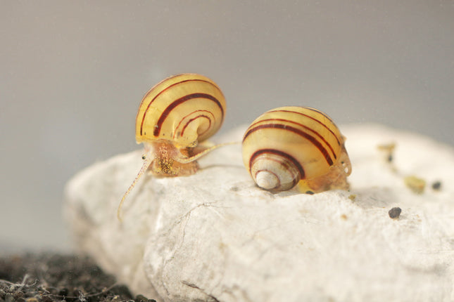 Zwerg Zebra Apfelschnecke