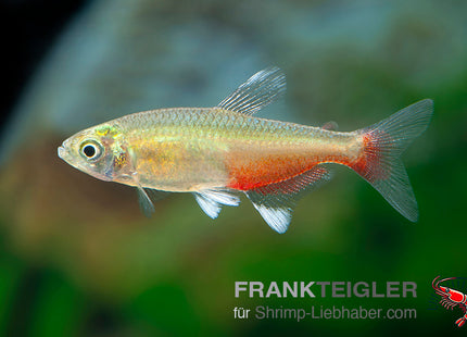 Aphyocharax rathbuni_5
