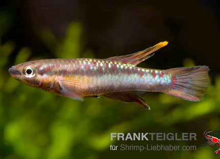 Chromaphyosemion bivittatum "Funge"