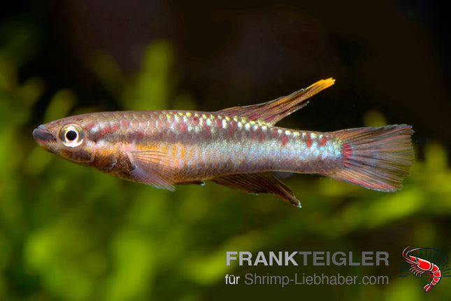 Chromaphyosemion bivittatum "Funge"