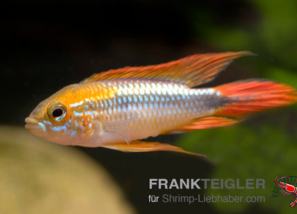 Apistogramma agassizii DOUBLE RED XL FSWFT1105
