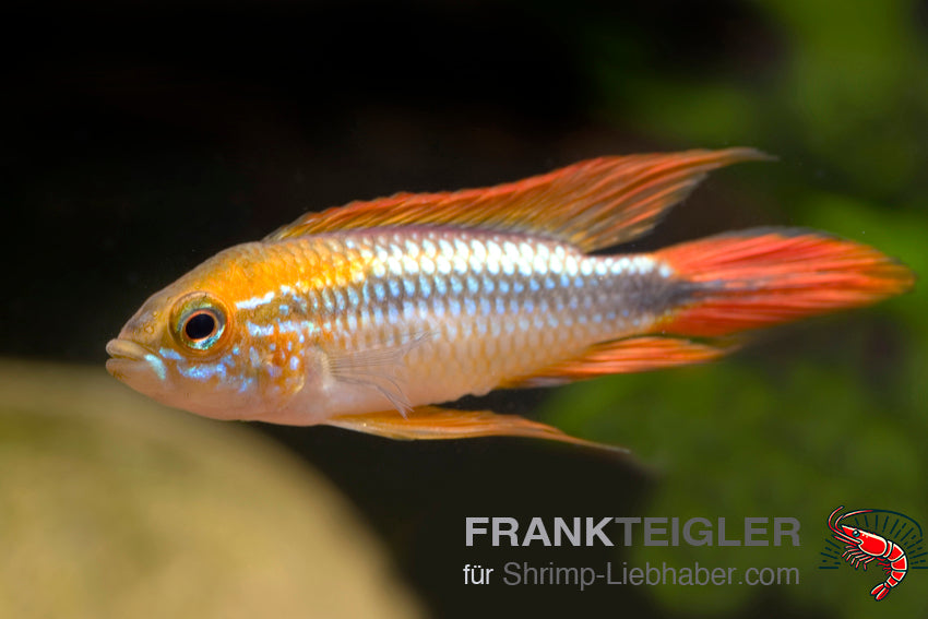 Apistogramma agassizii DOUBLE RED XL FSWFT1105
