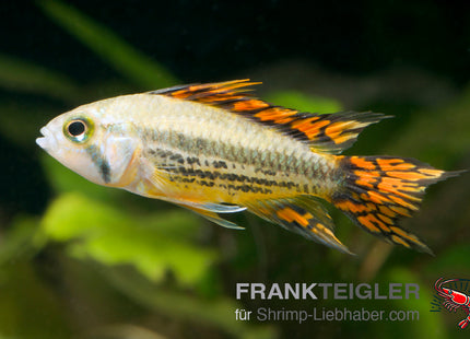 Kakadu-Zwergbuntbarsch Double Red – Apistogramma cacatuoides RED, DOUBLE RED