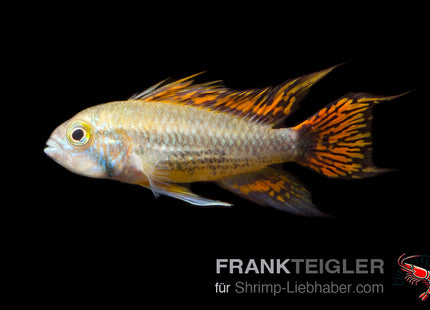 Kakadu-Zwergbuntbarsch Double Red – Apistogramma cacatuoides RED, DOUBLE RED