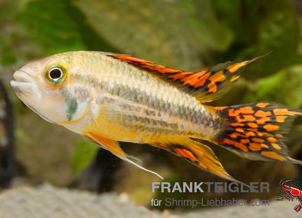 Kakadu-Zwergbuntbarsch Double Red – Apistogramma cacatuoides RED, DOUBLE RED