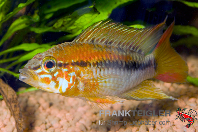 Apistogramma macmasteri   – Villavicencio – Auf Bestellung
