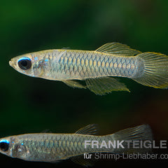 Collection image for: Leuchtaugenfisch
