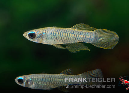 Normans Leuchtaugenfisch - Aplocheilichthys normani