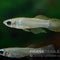 Leuchtaugenfisch