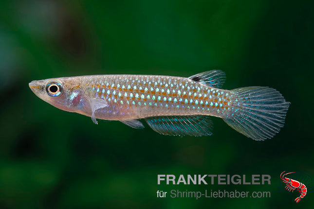 Aplocheilus cf. blocki – Zwerghechtling – Auf Bestellung